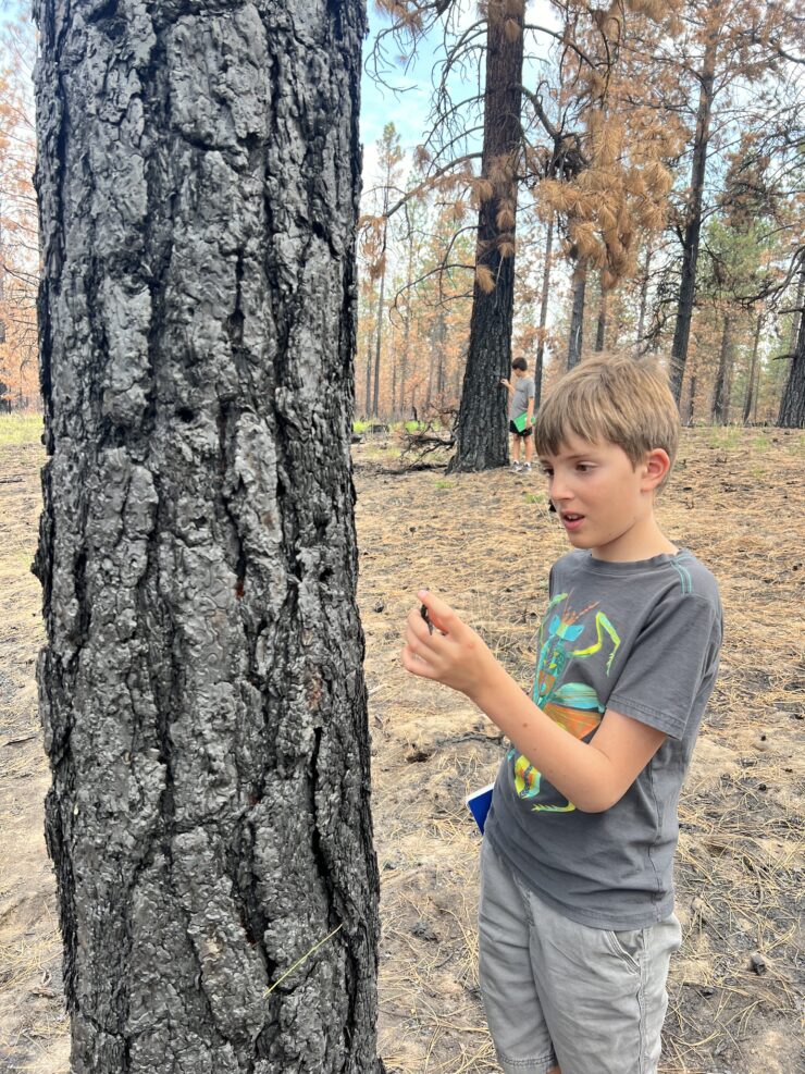 Boy examines a tree up close in the woods.