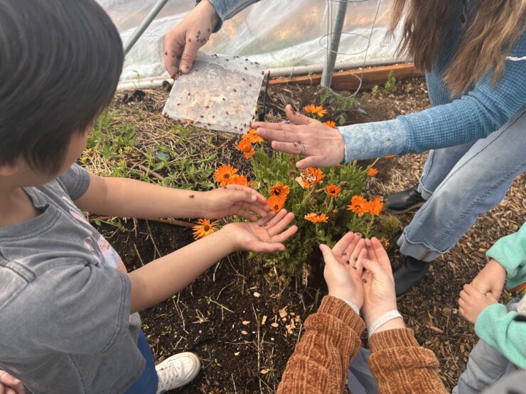 Children's hands covered with ladybugs.